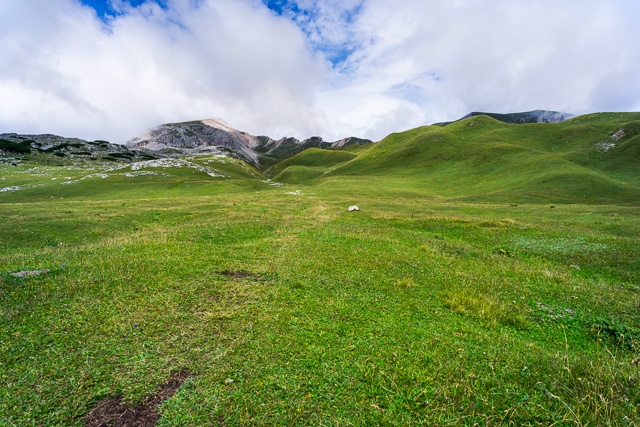 Grass