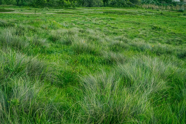 Grass